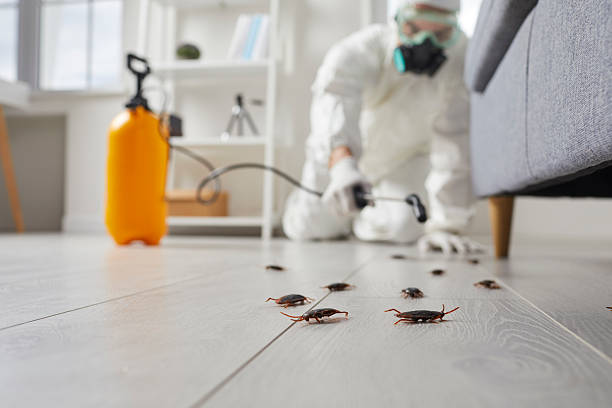 Trusted Cockroach Control service in Alexandria Bay, NY - Nex Pest Control